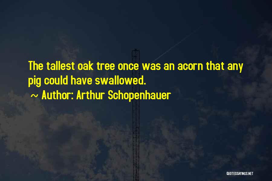 Arthur Schopenhauer Quotes: The Tallest Oak Tree Once Was An Acorn That Any Pig Could Have Swallowed.