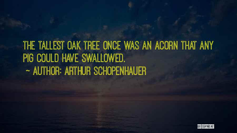 Arthur Schopenhauer Quotes: The Tallest Oak Tree Once Was An Acorn That Any Pig Could Have Swallowed.