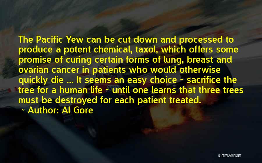 Al Gore Quotes: The Pacific Yew Can Be Cut Down And Processed To Produce A Potent Chemical, Taxol, Which Offers Some Promise Of