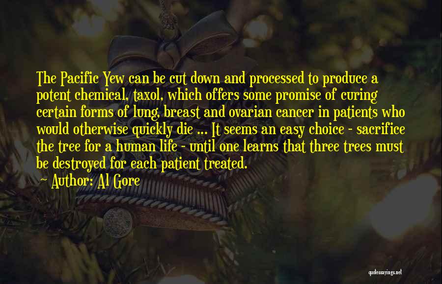 Al Gore Quotes: The Pacific Yew Can Be Cut Down And Processed To Produce A Potent Chemical, Taxol, Which Offers Some Promise Of