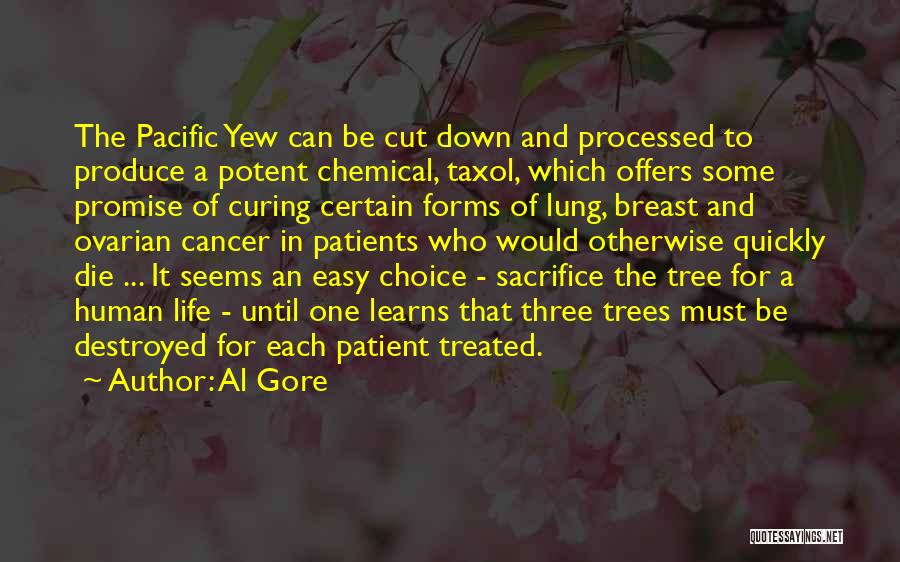 Al Gore Quotes: The Pacific Yew Can Be Cut Down And Processed To Produce A Potent Chemical, Taxol, Which Offers Some Promise Of