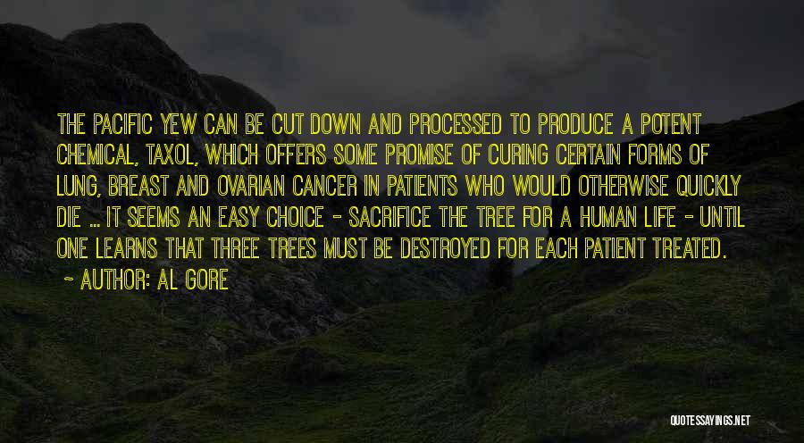 Al Gore Quotes: The Pacific Yew Can Be Cut Down And Processed To Produce A Potent Chemical, Taxol, Which Offers Some Promise Of
