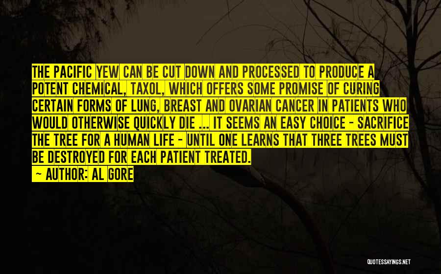 Al Gore Quotes: The Pacific Yew Can Be Cut Down And Processed To Produce A Potent Chemical, Taxol, Which Offers Some Promise Of