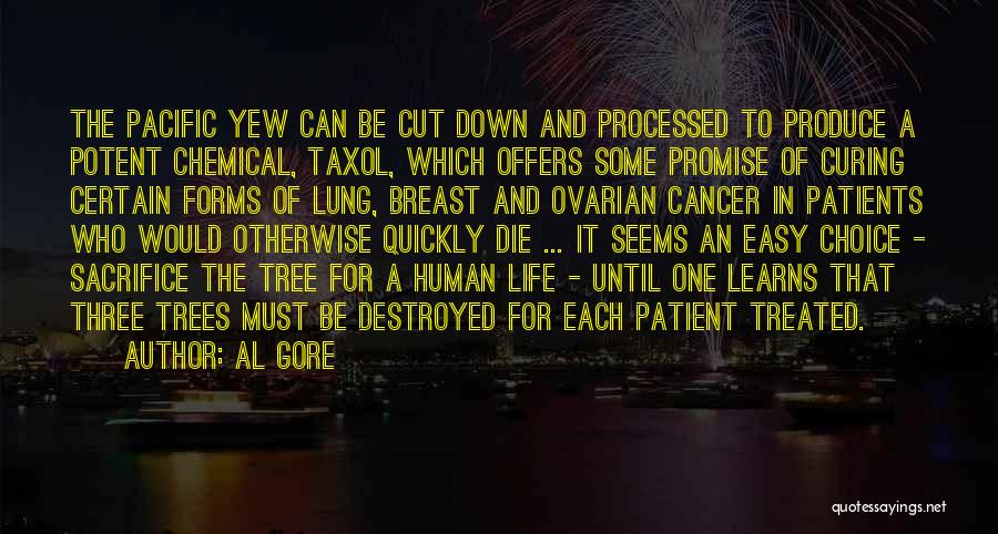 Al Gore Quotes: The Pacific Yew Can Be Cut Down And Processed To Produce A Potent Chemical, Taxol, Which Offers Some Promise Of