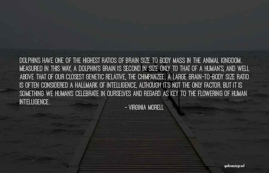 A Dolphin Quotes By Virginia Morell A Dolphin Quotes By Virginia Morell