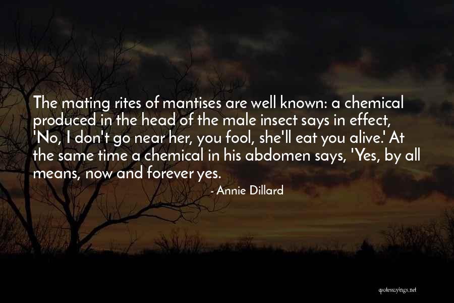 Abdomen Quotes By Annie Dillard