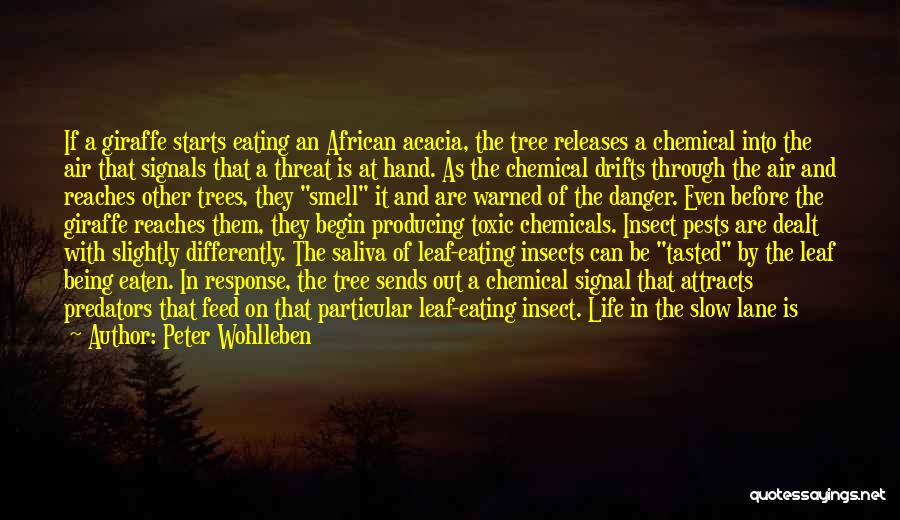 Acacia Quotes By Peter Wohlleben