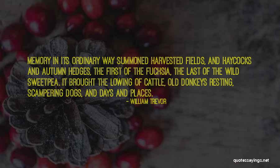 Acorazados Mas Quotes By William Trevor Acorazados Mas Quotes By William Trevor