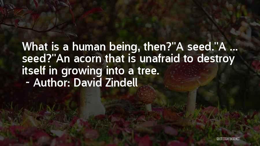 Acorn Quotes By David Zindell