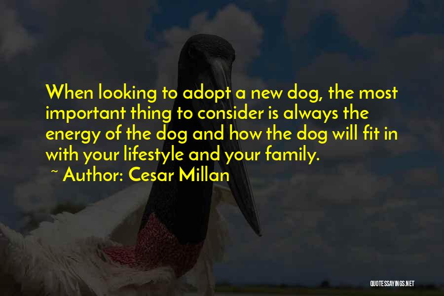 Adopt A Dog Quotes By Cesar Millan