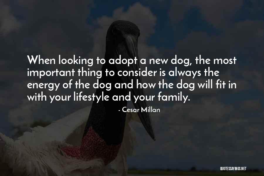 Adopt A Family Quotes By Cesar Millan Adopt A Family Quotes By Cesar Millan