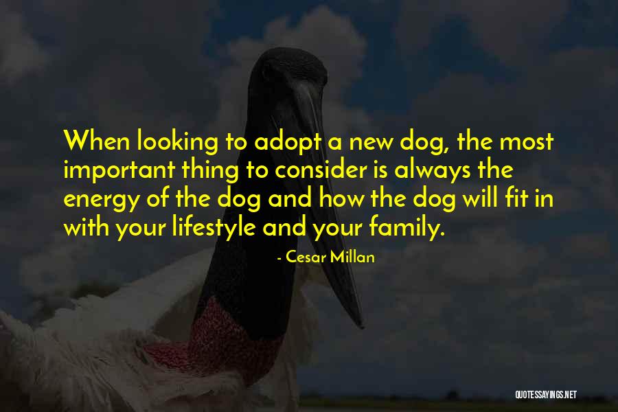 Adopt Dog Quotes By Cesar Millan