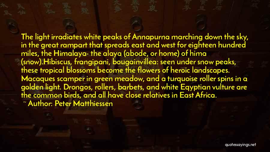 Africa Quotes By Peter Matthiessen