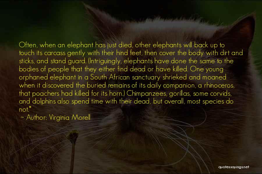 African Elephants Quotes By Virginia Morell