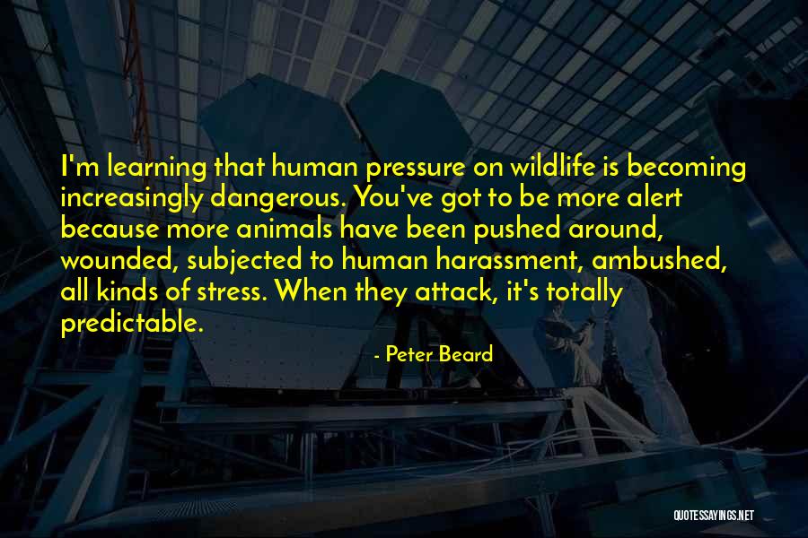 Alert When Quotes By Peter Beard Alert When Quotes By Peter Beard