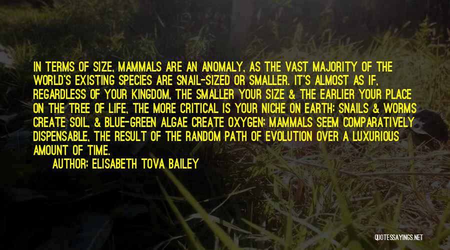 Algae Quotes By Elisabeth Tova Bailey