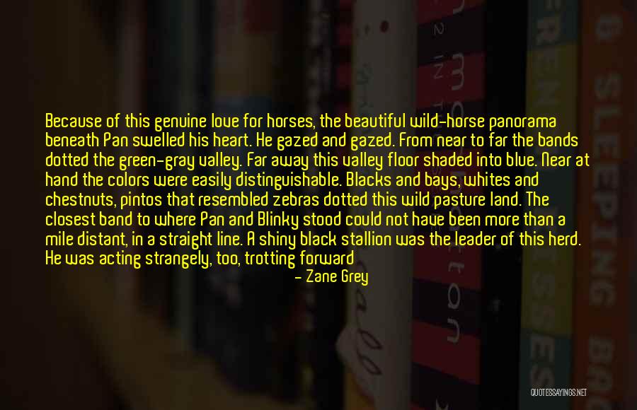 All Horse Colors Quotes By Zane Grey All Horse Colors Quotes By Zane Grey