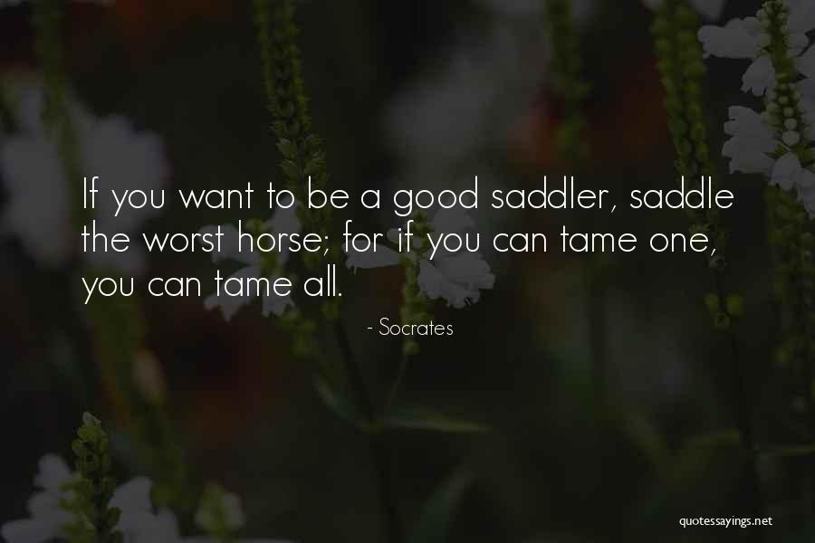 All Horse Quotes By Socrates All Horse Quotes By Socrates