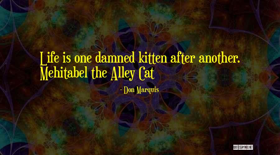 Alley Cat Quotes By Don Marquis