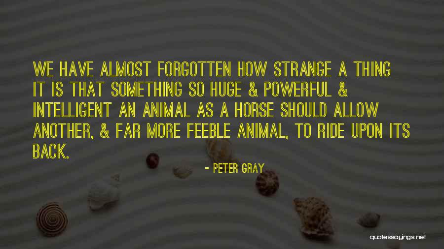 Amarelo Pastel Quotes By Peter Gray Amarelo Pastel Quotes By Peter Gray