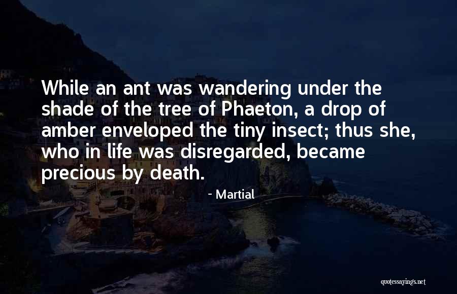 Amber Tree Quotes By Martial Amber Tree Quotes By Martial