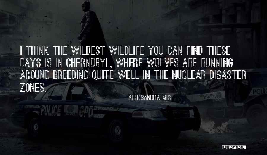 Analogy Synonym Quotes By Aleksandra Mir Analogy Synonym Quotes By Aleksandra Mir