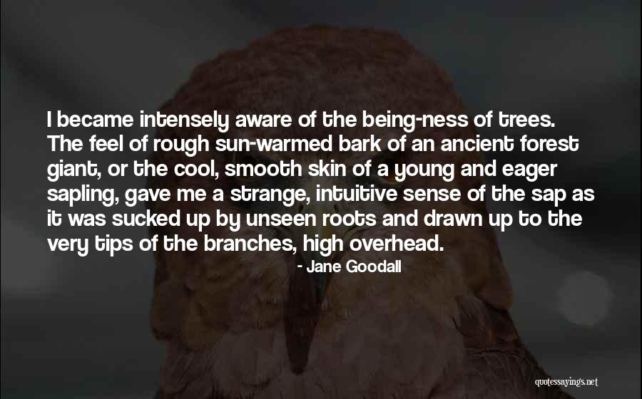 Ancient Trees Quotes By Jane Goodall Ancient Trees Quotes By Jane Goodall