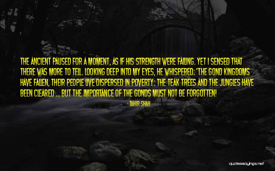 Ancient Trees Quotes By Tahir Shah Ancient Trees Quotes By Tahir Shah