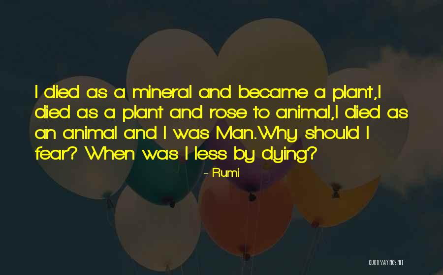 Animal Dying Quotes By Rumi Animal Dying Quotes By Rumi