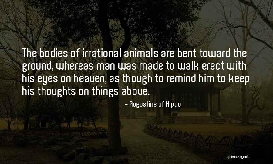 Animals Man Quotes By Augustine Of Hippo Animals Man Quotes By Augustine Of Hippo