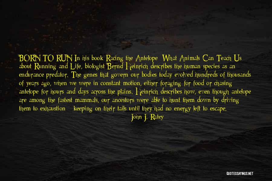 Antelope Quotes By John J. Ratey Antelope Quotes By John J. Ratey
