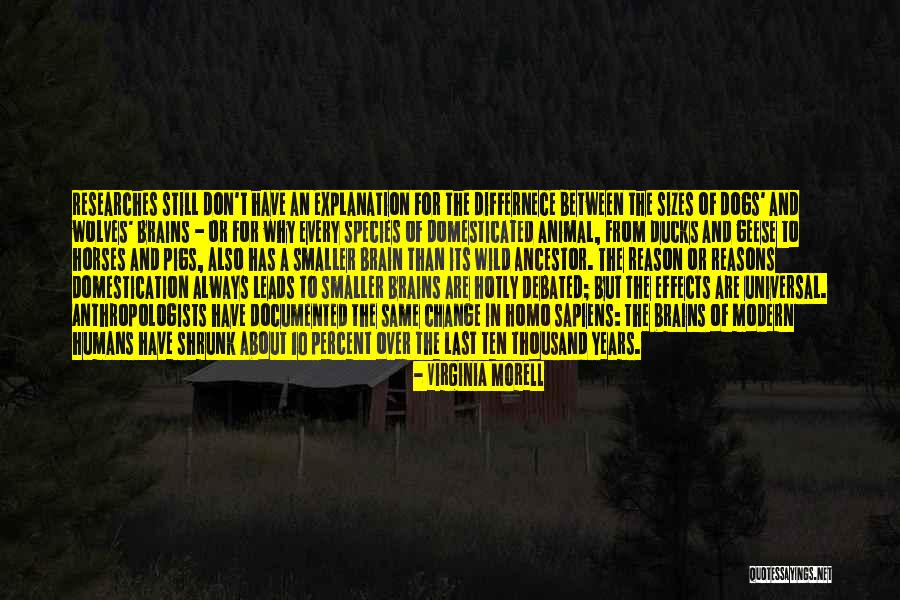 Anthropologists Quotes By Virginia Morell Anthropologists Quotes By Virginia Morell