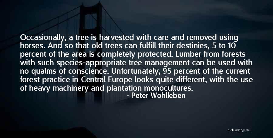 Anti Transcendentalism Quotes By Peter Wohlleben Anti Transcendentalism Quotes By Peter Wohlleben