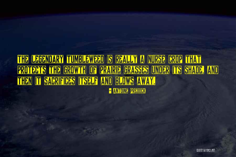 Antoine Predock Quotes 1836964 Antoine Predock Quotes 1836964