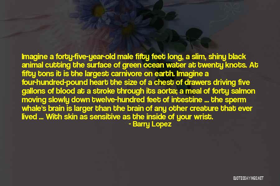 Aorta Heart Quotes By Barry Lopez Aorta Heart Quotes By Barry Lopez