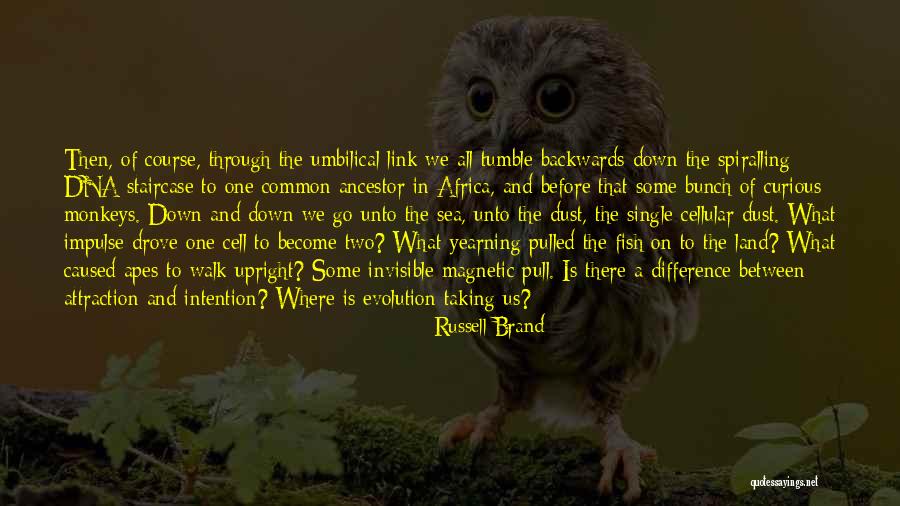 Apes Evolution Quotes By Russell Brand