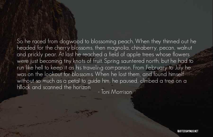 Apple And Tree Quotes By Toni Morrison