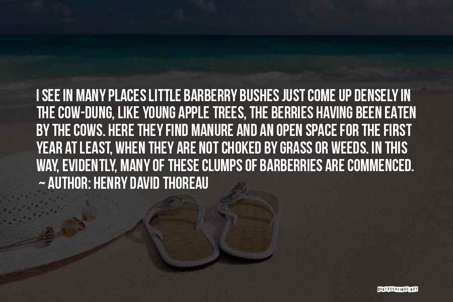 Apple Trees Quotes By Henry David Thoreau