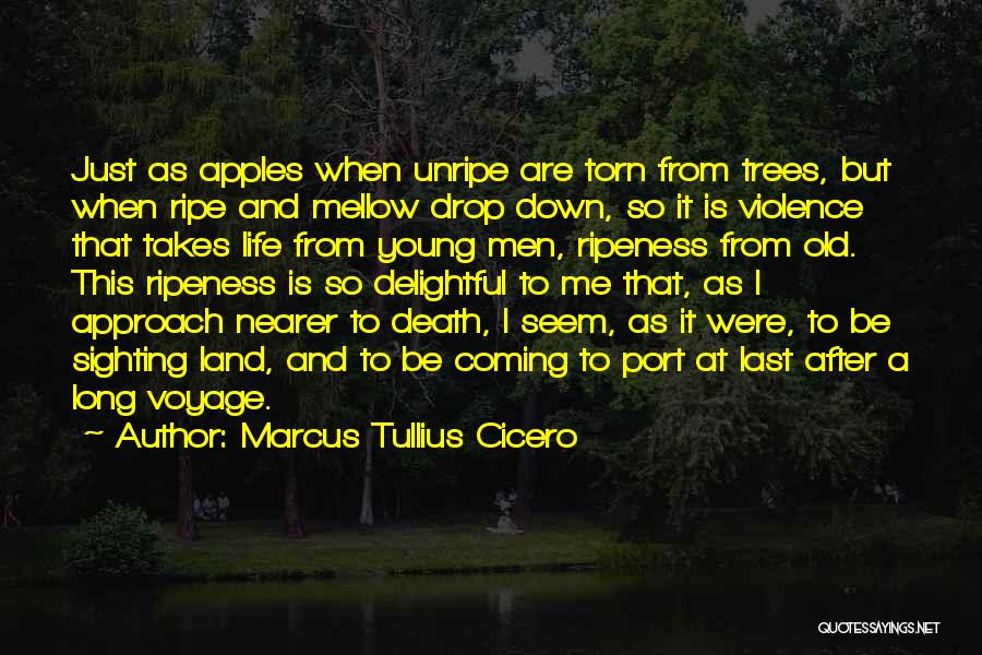 Apples Quotes By Marcus Tullius Cicero