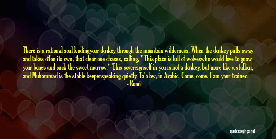 Arabic Love Quotes By Rumi Arabic Love Quotes By Rumi
