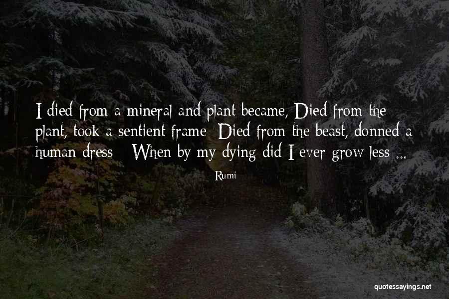 Archibaldo Burns Quotes By Rumi Archibaldo Burns Quotes By Rumi