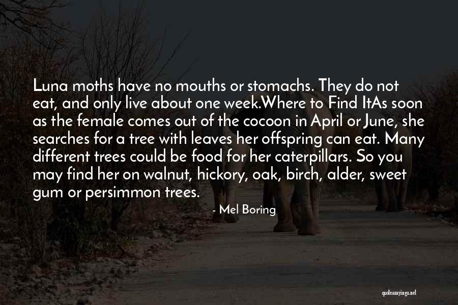 Are Live Oak Quotes By Mel Boring Are Live Oak Quotes By Mel Boring
