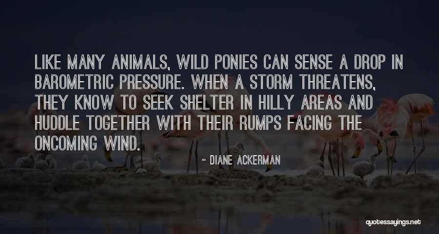 Areas Like Quotes By Diane Ackerman Areas Like Quotes By Diane Ackerman