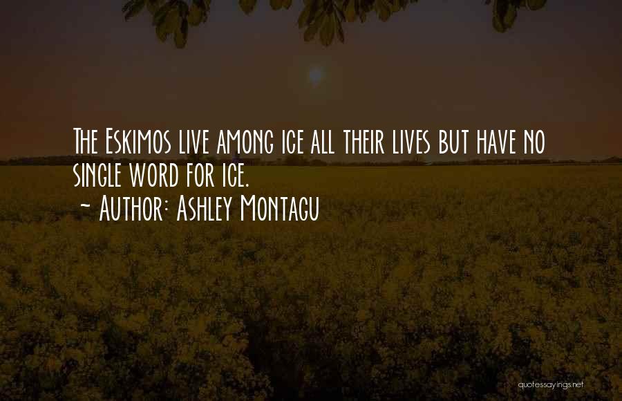 Ashley Montagu Quotes 684747