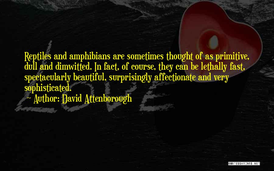 Attenborough David Quotes By David Attenborough