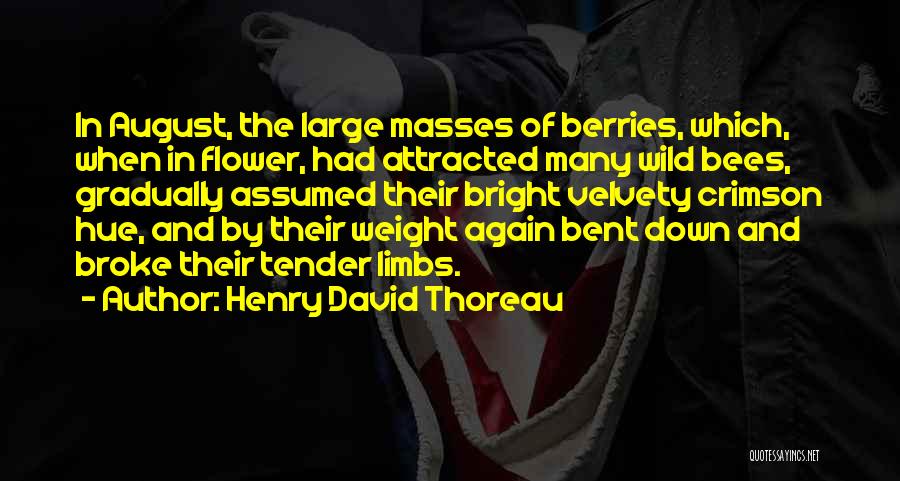 August Summer Quotes By Henry David Thoreau