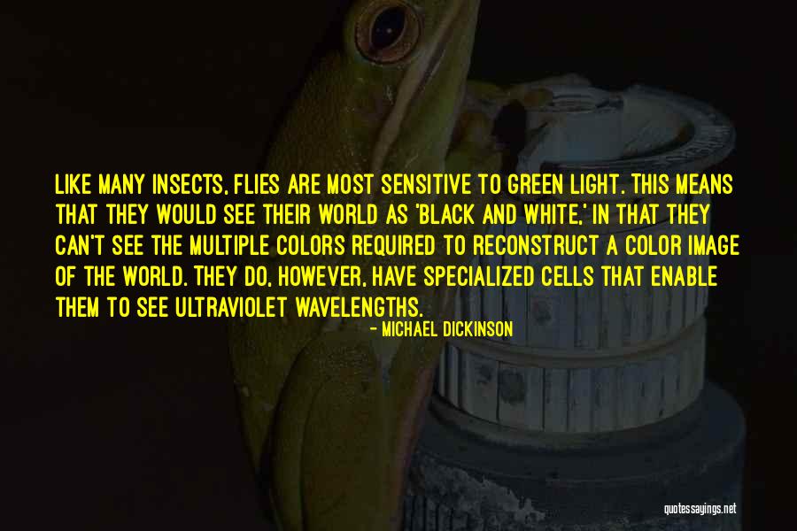 Ayachamo Quotes By Michael Dickinson Ayachamo Quotes By Michael Dickinson