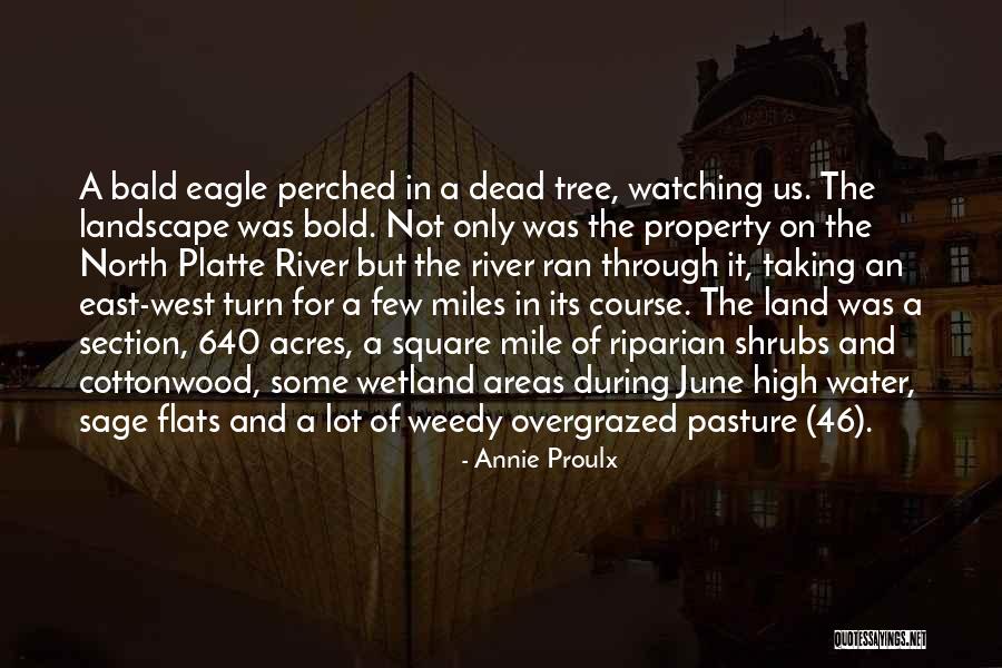 Bald Quotes By Annie Proulx Bald Quotes By Annie Proulx