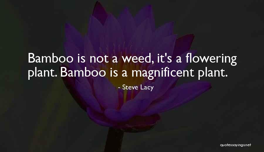 Bamboo Plant Quotes By Steve Lacy Bamboo Plant Quotes By Steve Lacy