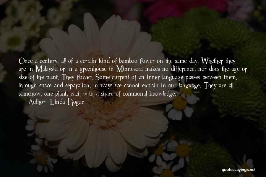 Bamboo Quotes By Linda Hogan